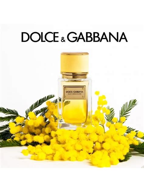 dolce gabbana velvet mimosa|velvet mimosa bloom.